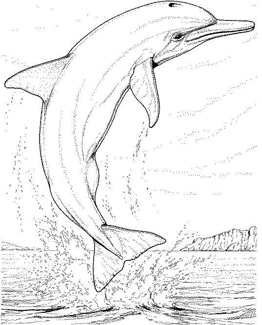 e coloring pages for dolphins - photo #39