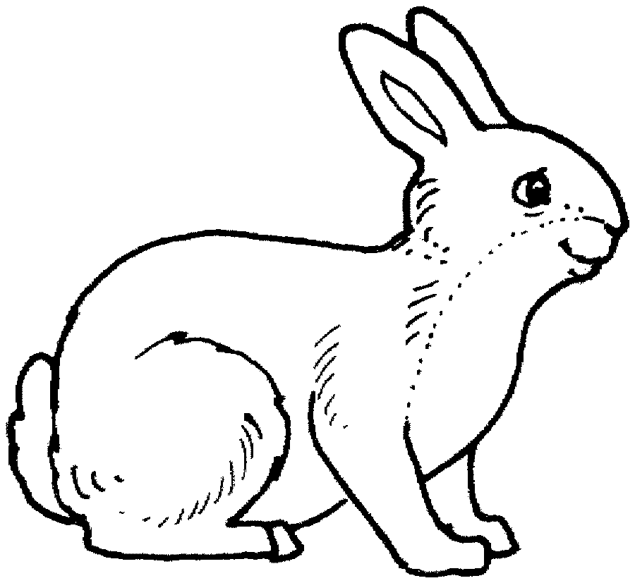 rabbit color page